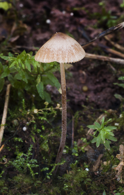 Conocybe echinata